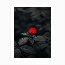 Red Flower In The Dark 3 Art Print