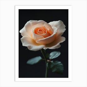 Peach Rose 21 Art Print