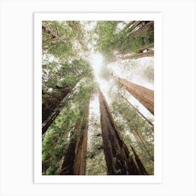 Redwood Forest Sky - National Park Art Print