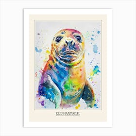 Elephant Seal Colourful Watercolour 4 Poster Art Print