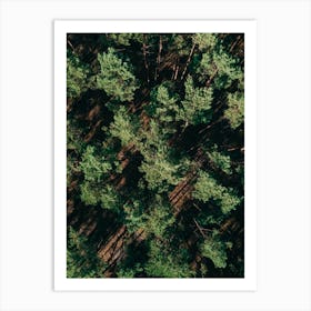 Just A Bunch Of Trees Art Print