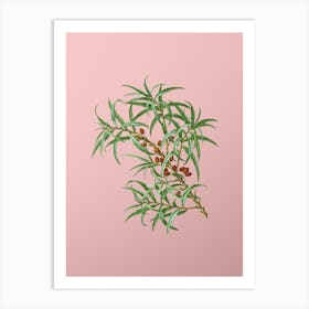 Vintage Common Sea Buckthorn Botanical on Soft Pink n.0710 Art Print