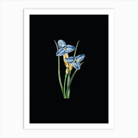 Vintage Sapphire Patersonia Botanical Illustration on Solid Black n.0267 Art Print