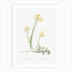 Sedum Reflexum, Pierre Joseph Redoute Art Print