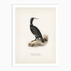 Great Cormoran, The Von Wright Brothers Art Print