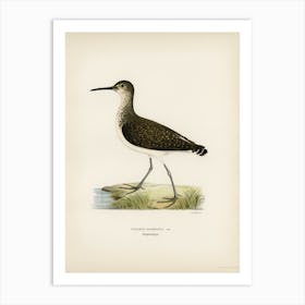 Green Sandpiper, The Von Wright Brothers Art Print