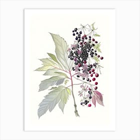 Elderberry Spices And Herbs Pencil Illustration 2 Art Print