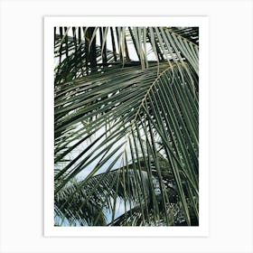 Palm Tree Background Art Print