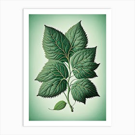 Mint Leaf Vintage Botanical 3 Art Print