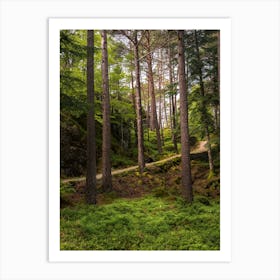 Forest Art Print