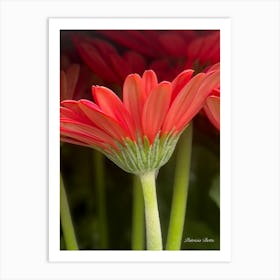 Red Gerberas 1 Art Print