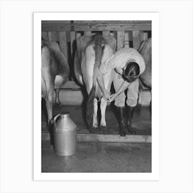 Strapping Legs Of Cow Before Milking, Mineral King Cooperative Farm,Tulare County, California By Russell Lee Art Print