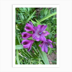 Purple Flower Art Print