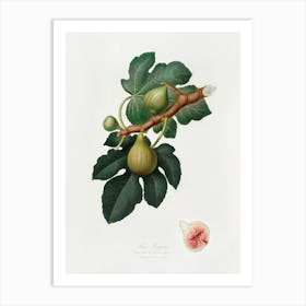 Fig (Ficus Carica Sativa) From Pomona Italiana (1817 - 1839), Giorgio Gallesio 2 Art Print