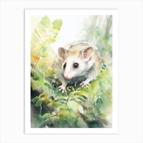 Light Watercolor Painting Of A Foraging Possum 1 Art Print