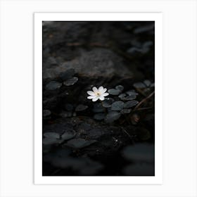 White Flower In The Dark 7 Art Print