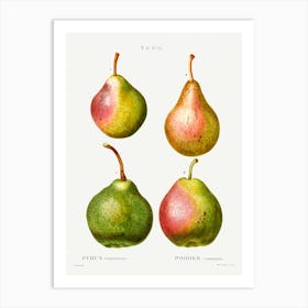 Pear, Pierre Joseph Redoute (2) Art Print