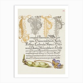 Broad Bean And Liverleaf From Mira Calligraphiae Monumenta, Joris Hoefnagel Art Print