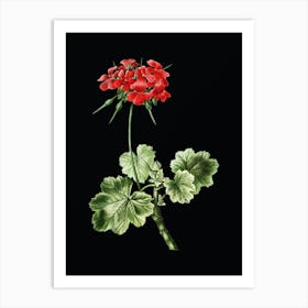 Vintage Scarlet Geranium Botanical Illustration on Solid Black n.0705 Art Print