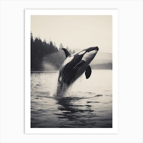 Orca Whale Dramatically Diving Out Of Water Black & White Art Print