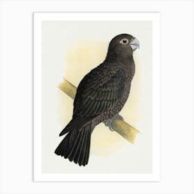 Parrot 25 Art Print