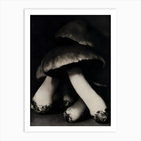 'The Mushrooms' Art Print