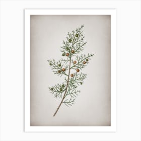 Vintage Phoenicean Juniper Botanical on Parchment n.0071 Art Print