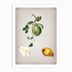 Vintage Pear Botanical on Parchment n.0446 Art Print