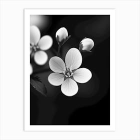 Black And White Flowers Art Print