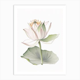 American Lotus Pencil Illustration 1 Art Print