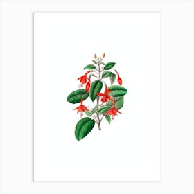 Vintage Standish's Fuchsia Flower Botanical Illustration on Pure White n.0609 Art Print