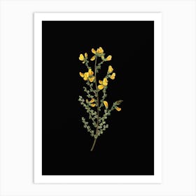 Vintage Adenocarpus Botanical Illustration on Solid Black n.0872 Art Print