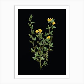 Vintage Yellow Jasmine Flowers Botanical Illustration on Solid Black n.0943 Art Print