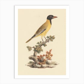 Black Headed Abyssinian Oriole, Luigi Balugani (2) Art Print