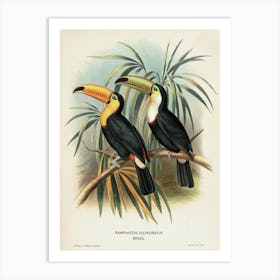 Brazilian Toucans
A classic illustration of two toucans perched on branches, showcasing their vivid beaks and sleek plumage.
Ideal for a living room, study or reading nook, adding an exotic, vintage touch. Art Print