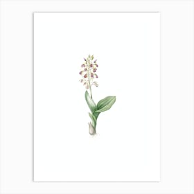 Vintage Brown Widelip Orchid Botanical Illustration on Pure White Art Print