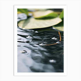 Water Lily 1 Art Print