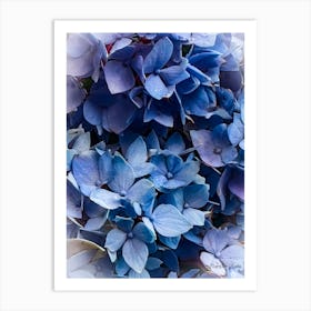 Blue Hydrangeas - photography Art Print