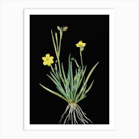 Vintage Yellow Eyed Grass Botanical Illustration on Solid Black n.0455 Art Print