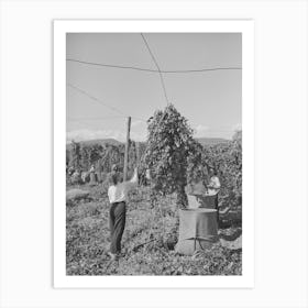 Pulling Down Vines In Hop Field, The Hops Or Burns Are Then Picked From The Vines, Yakima County, Washington By Art Print