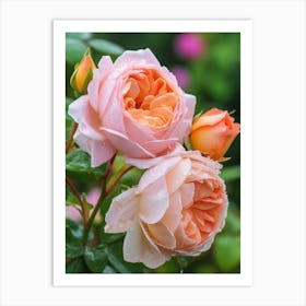 English Roses Painting Rose With Water Droplets 4 Art Print