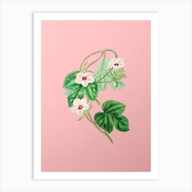 Vintage Aiton's Ipomoea Flower Botanical on Soft Pink n.0457 Art Print