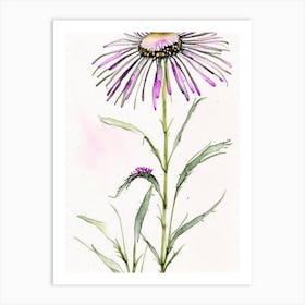 Echinacea Herb Minimalist Watercolour 3 Art Print
