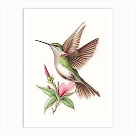 Hummingbird In Flight Vintage Botanical Line Drawing Art Print