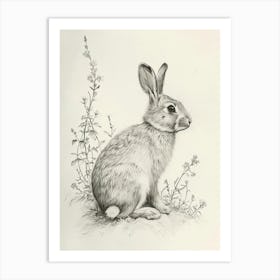 English Silver Rabbit Drawing 1 Art Print