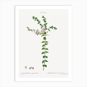 Heart Leaved Polygala, Pierre Joseph Redoute Art Print