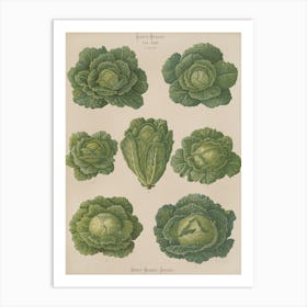 Cabbages 4 Art Print