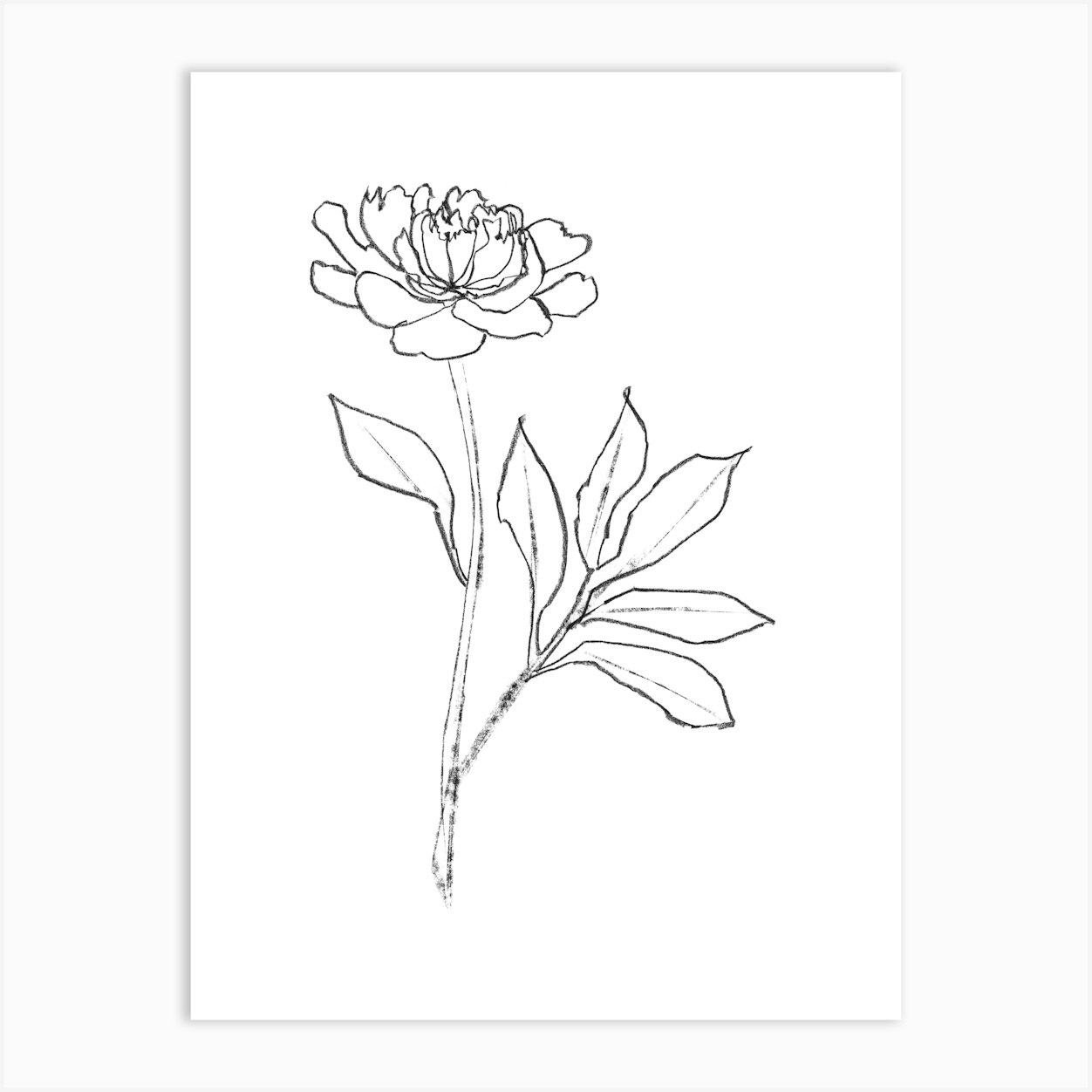 Peony Charcoal Line Drawing Art Print by Gallery J9