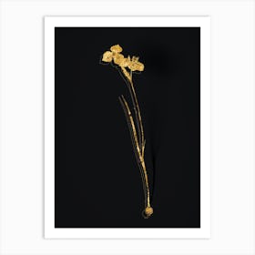 Vintage Vieusseuxia Glaucopis Botanical in Gold on Black n.0359 Art Print