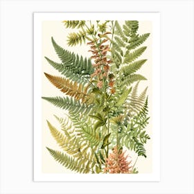 Ferns Art Print